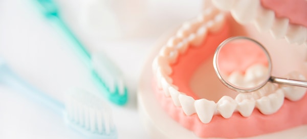 歯の模型と歯ブラシの画像